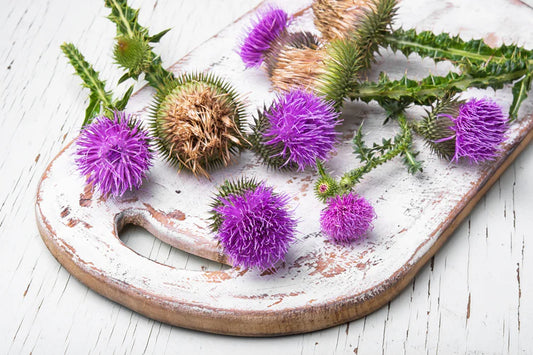 Is Milk Thistle Good for Your Liver?